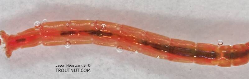 Chironomidae (Midge) True Fly Larva from Cascadilla Creek in New York
