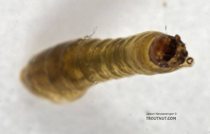 Simuliidae (Black Fly) True Fly Larva from Cascadilla Creek in New York