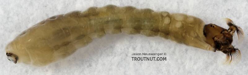 Ventral view of a Simuliidae (Black Fly) True Fly Larva from Cascadilla Creek in New York