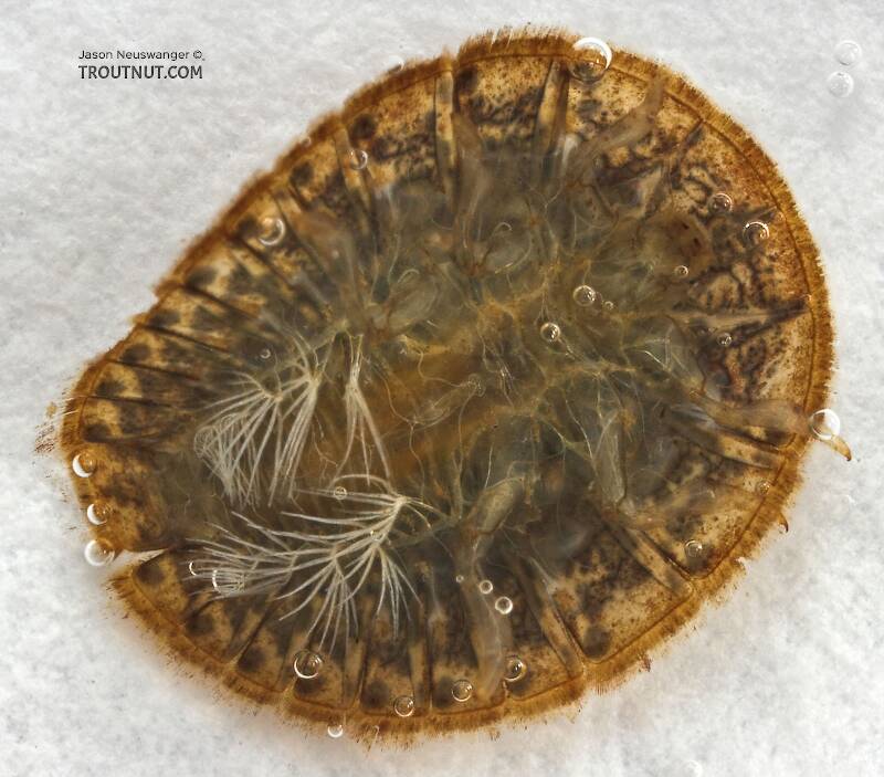 Ventral view of a Psephenus (Psephenidae) (Water Penny) Beetle Larva from Cascadilla Creek in New York
