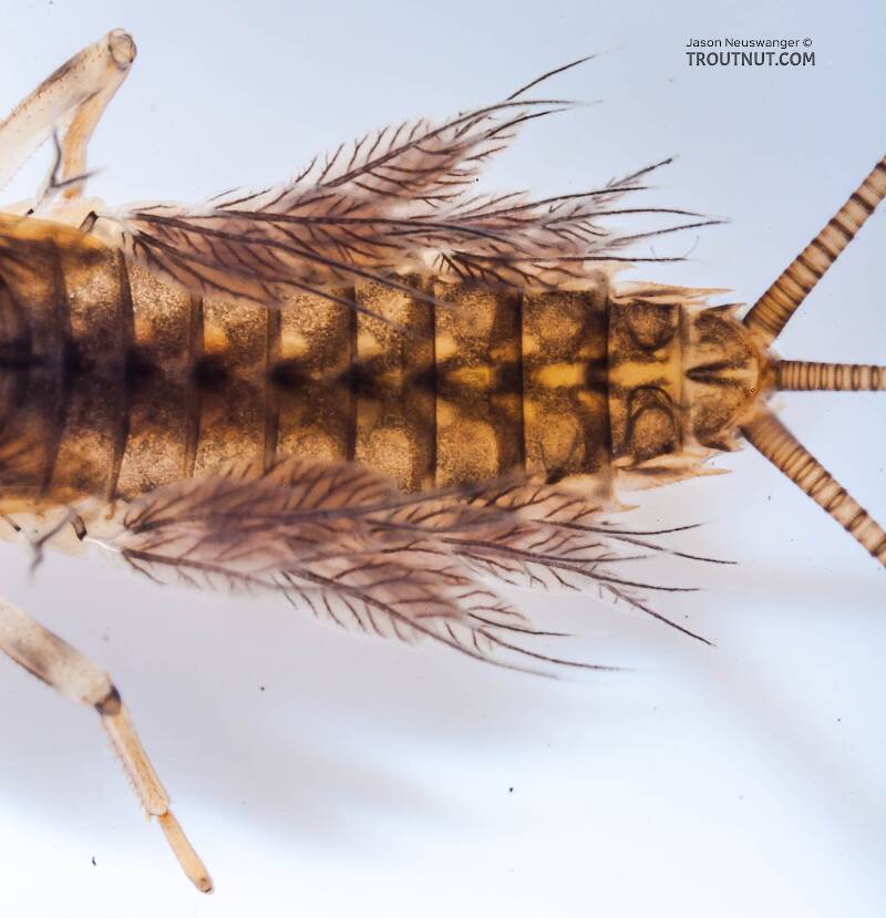 Leptophlebia cupida (Leptophlebiidae) (Black Quill) Mayfly Nymph from Fall Creek in New York