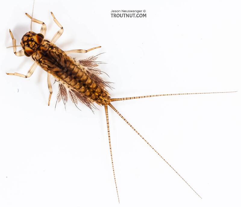Dorsal view of a Leptophlebia cupida (Leptophlebiidae) (Black Quill) Mayfly Nymph from Fall Creek in New York