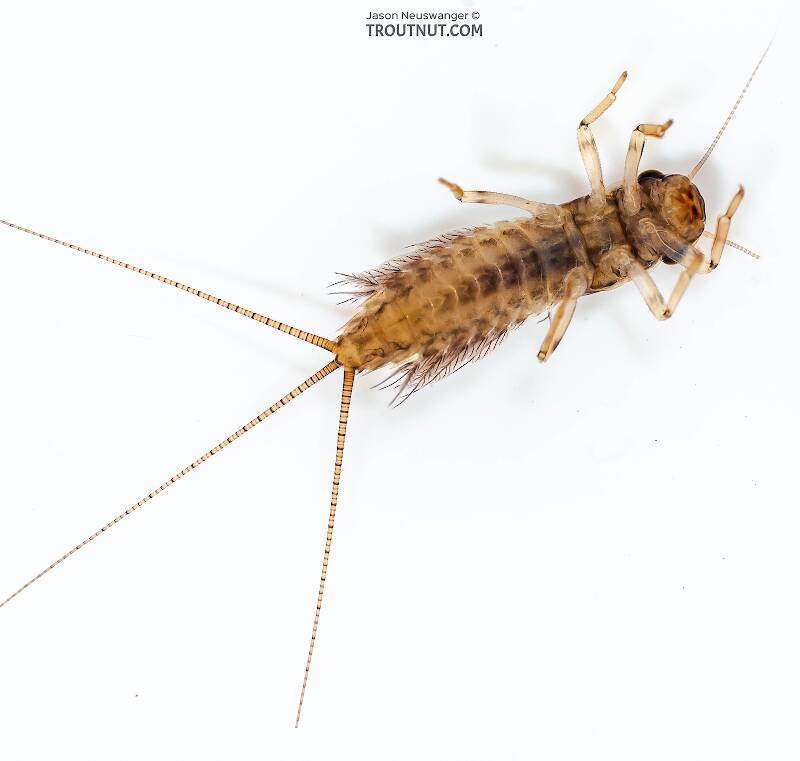 Ventral view of a Leptophlebia cupida (Leptophlebiidae) (Black Quill) Mayfly Nymph from Fall Creek in New York