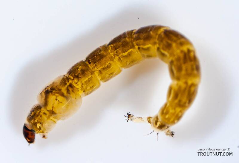 Chironomidae (Midge) True Fly Larva from Salmon Creek in New York