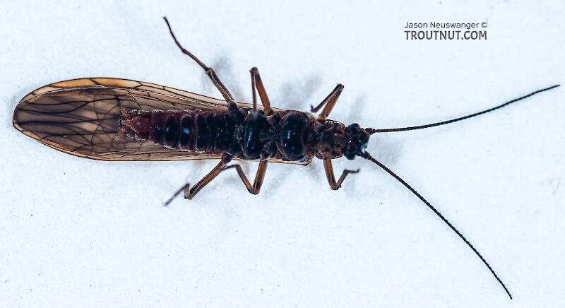 Ventral view of a Taeniopterygidae (Willowfly) Stonefly Adult from Salmon Creek in New York
