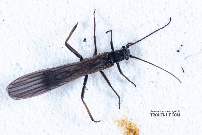 Dorsal view of a Capniidae (Snowfly) Stonefly Adult from Salmon Creek in New York
