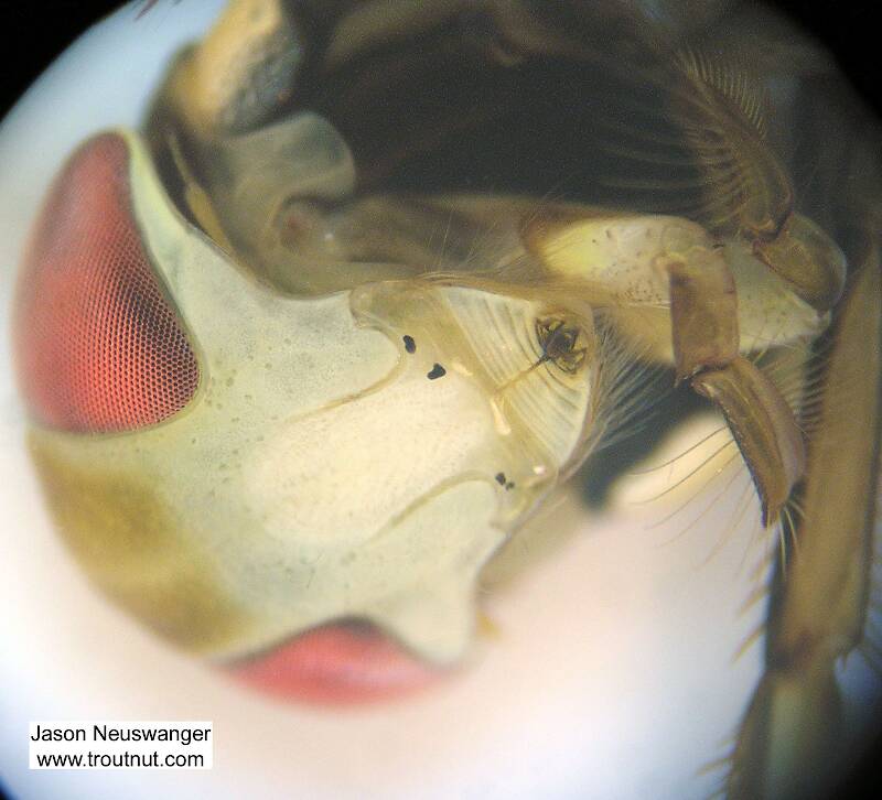 I really like this view through the microscope of a water boatman's mouth and metallic-looking compound eyes.

Artistic view of a Sigara (Corixidae) Water Boatman Adult from Fall Creek in New York
