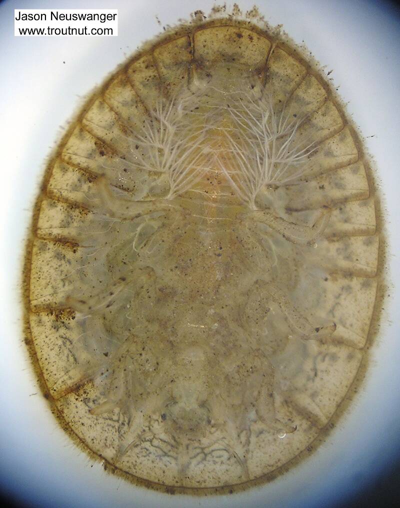 Ventral view of a Psephenus (Psephenidae) (Water Penny) Beetle Larva from Fall Creek in New York