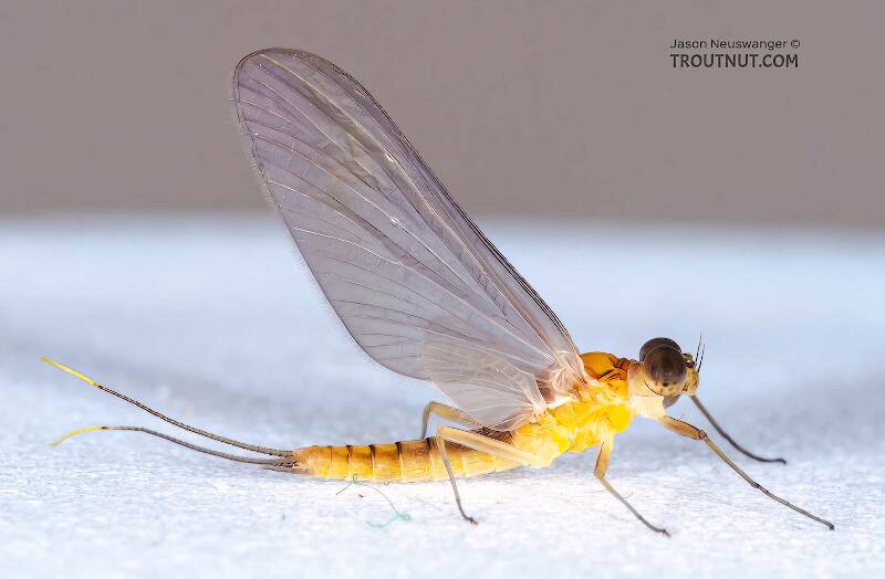 Male Afghanurus inconspicua (Heptageniidae) Mayfly Dun from the East Branch of the Delaware River in New York