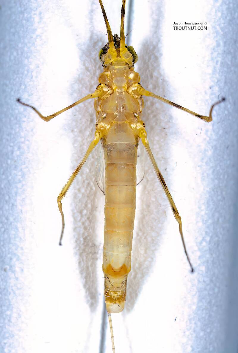 Ventral view of a Female Stenacron (Heptageniidae) (Light Cahill) Mayfly Spinner from the East Branch of the Delaware River in New York