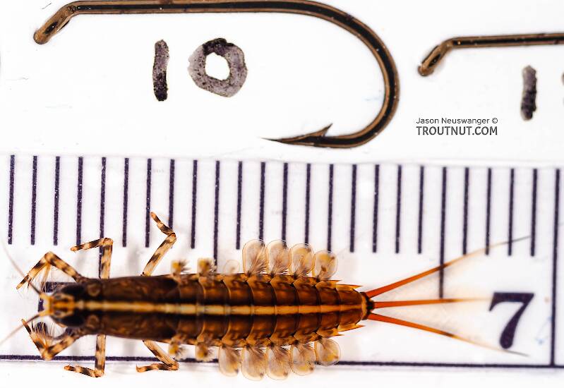 Ruler view of a Isonychia bicolor (Isonychiidae) (Mahogany Dun) Mayfly Nymph from the Beaverkill River in New York The smallest ruler marks are 1 mm.