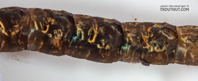 Hexatoma (Limoniidae) True Fly Larva from Mongaup Creek in New York