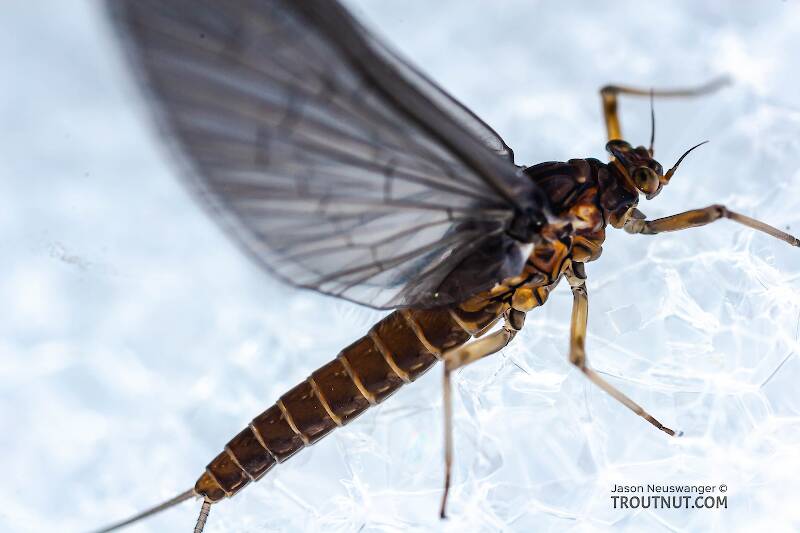 Dorsal view of a Female Baetis (Baetidae) (Blue-Winged Olive) Mayfly Dun from Mongaup Creek in New York