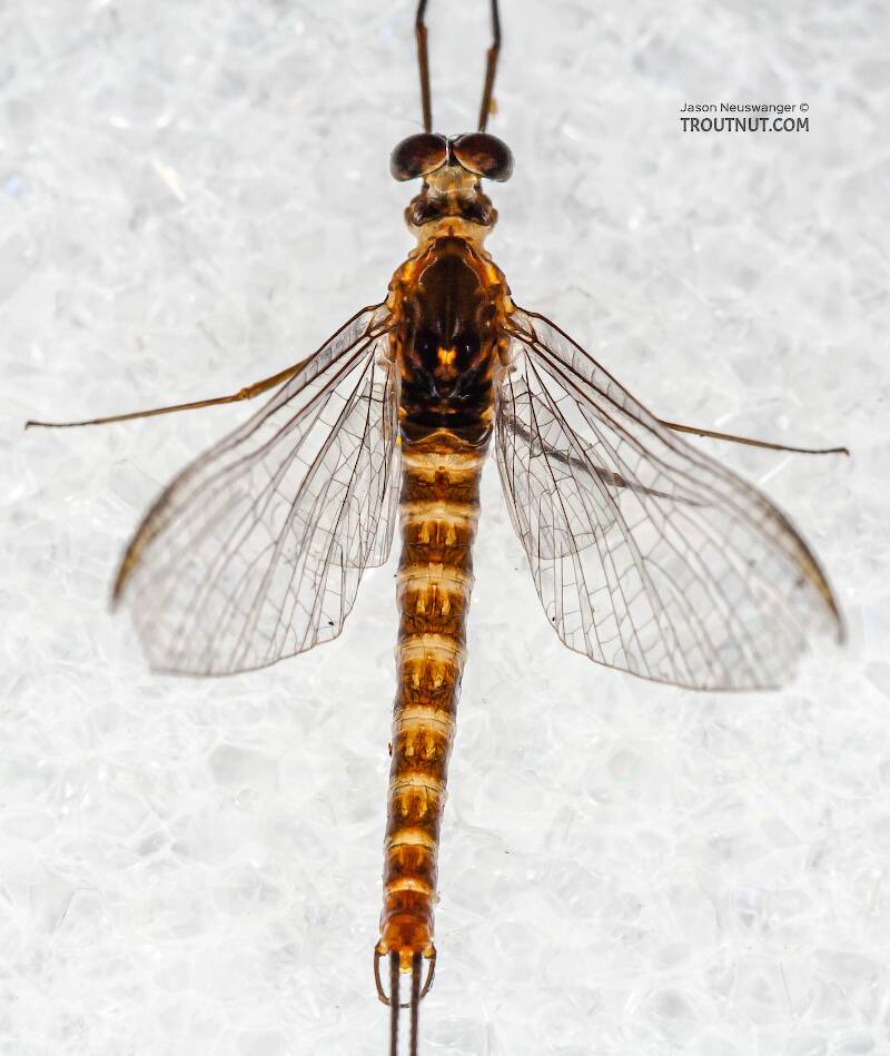 Dorsal view of a Male Epeorus pleuralis (Heptageniidae) (Quill Gordon) Mayfly Spinner from Mongaup Creek in New York