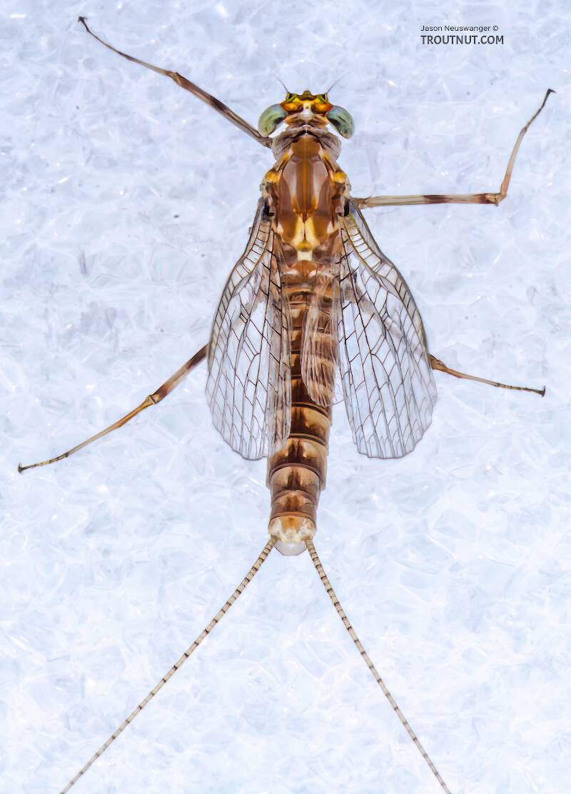 Dorsal view of a Female Stenonema (Heptageniidae) (March Browns and Cahills) Mayfly Spinner from the Bois Brule River in Wisconsin