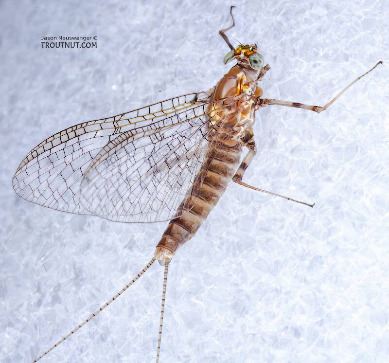Female Stenonema (Heptageniidae) (March Browns and Cahills) Mayfly Spinner from the Bois Brule River in Wisconsin