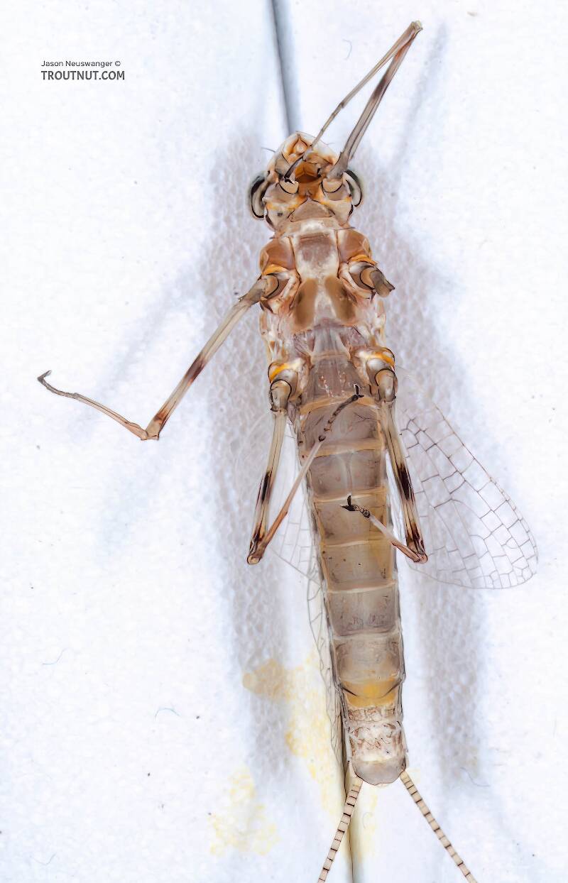 Ventral view of a Female Stenonema (Heptageniidae) (March Browns and Cahills) Mayfly Spinner from the Bois Brule River in Wisconsin