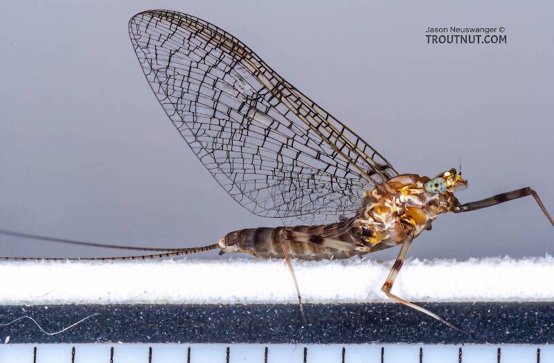Ruler view of a Female Stenonema (Heptageniidae) (March Browns and Cahills) Mayfly Spinner from the Bois Brule River in Wisconsin The smallest ruler marks are 1/16".