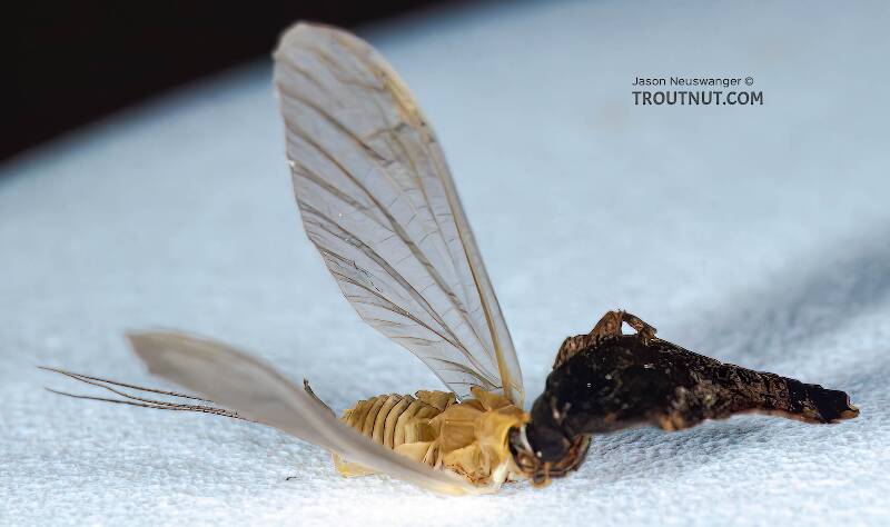 Female Ephemerellidae (Hendricksons, Sulphurs, PMDs, BWOs) Mayfly Dun from the Bois Brule River in Wisconsin