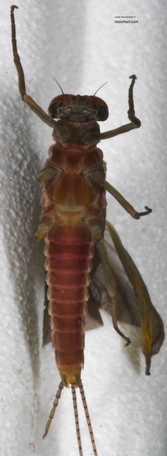 Ventral view of a Male Ephemerella subvaria (Ephemerellidae) (Hendrickson) Mayfly Dun from the West Branch of the Delaware River in New York