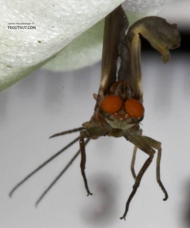 Male Ephemerella subvaria (Ephemerellidae) (Hendrickson) Mayfly Dun from the West Branch of the Delaware River in New York