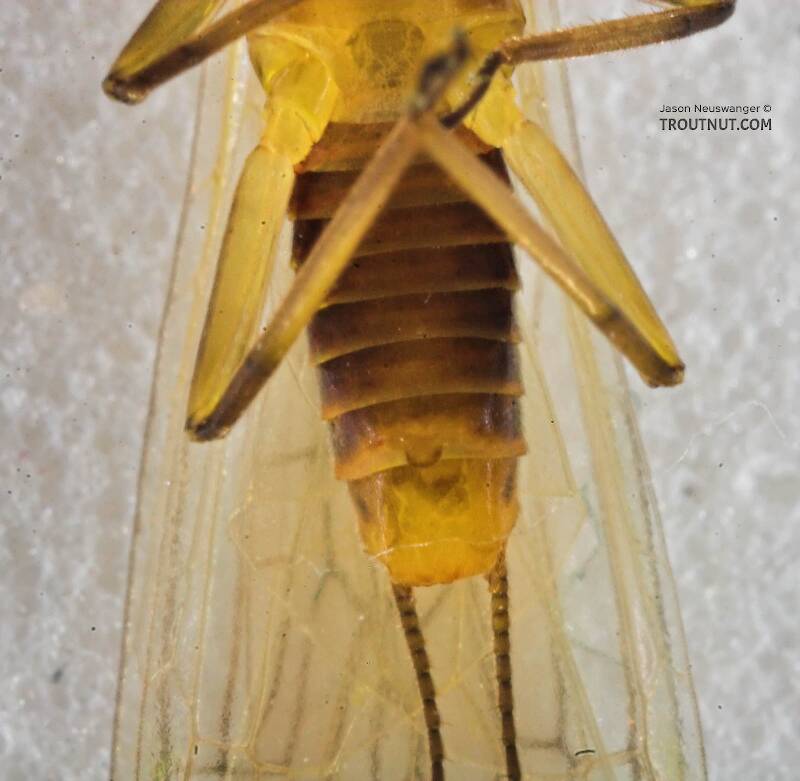 Ventral view of a Perlodidae (Springflies and Yellow Stones) Stonefly Adult from the Beaverkill River in New York