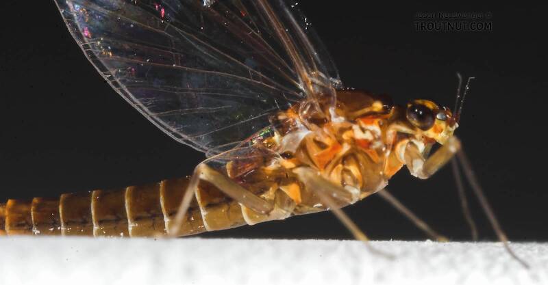 Lateral view of a Female Baetidae (Blue-Winged Olive) Mayfly Spinner from the Namekagon River in Wisconsin