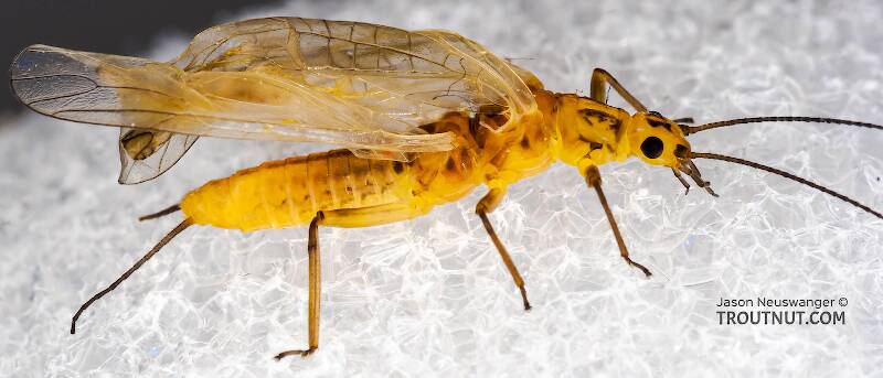 Isoperla (Perlodidae) (Stripetails and Yellow Stones) Stonefly Adult from Salmon Creek in New York