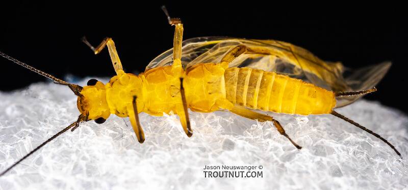 Ventral view of a Isoperla (Perlodidae) (Stripetails and Yellow Stones) Stonefly Adult from Salmon Creek in New York