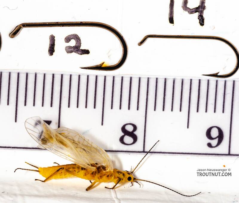 Ruler view of a Isoperla (Perlodidae) (Stripetails and Yellow Stones) Stonefly Adult from Salmon Creek in New York The smallest ruler marks are 1 mm.