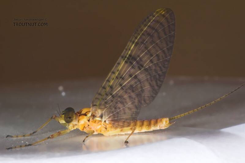 Male Stenonema (Heptageniidae) (March Browns and Cahills) Mayfly Dun from the Namekagon River in Wisconsin