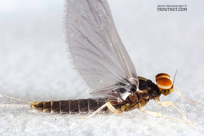 Male Baetidae (Blue-Winged Olive) Mayfly Dun from the Teal River in Wisconsin