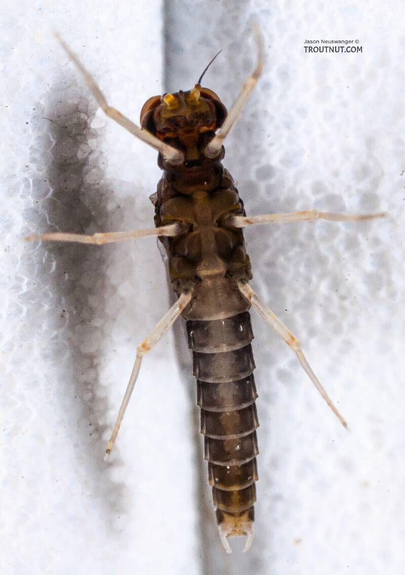 Ventral view of a Male Baetidae (Blue-Winged Olive) Mayfly Dun from the Teal River in Wisconsin