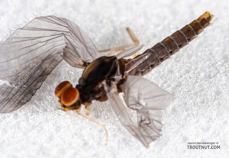 Dorsal view of a Male Baetidae (Blue-Winged Olive) Mayfly Dun from the Teal River in Wisconsin
