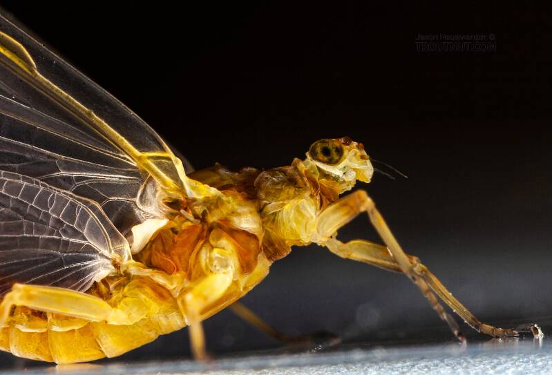 Female Ephemerella invaria (Ephemerellidae) (Sulphur) Mayfly Dun from the Teal River in Wisconsin