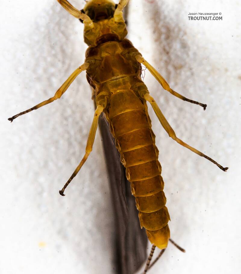 Ventral view of a Female Ephemerella invaria (Ephemerellidae) (Sulphur) Mayfly Dun from the Teal River in Wisconsin