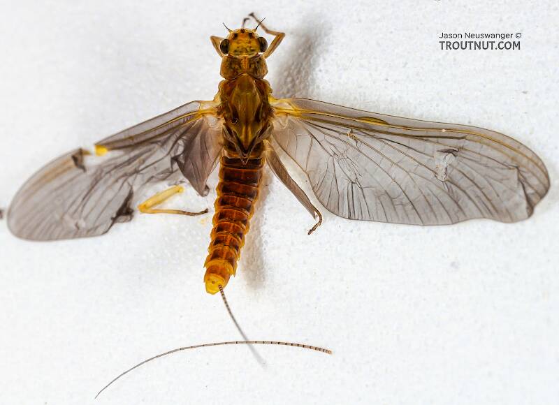 Dorsal view of a Female Ephemerella invaria (Ephemerellidae) (Sulphur) Mayfly Dun from the Teal River in Wisconsin