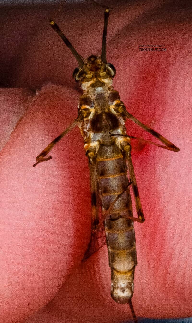 Female Stenonema vicarium (March Brown) Mayfly Spinner