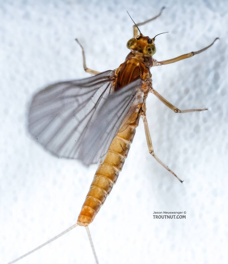 Dorsal view of a Female Baetidae (Blue-Winged Olive) Mayfly Dun from the Namekagon River in Wisconsin