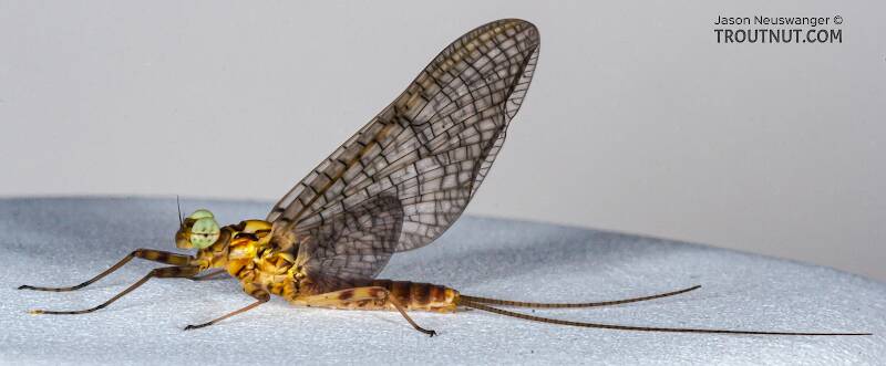 Lateral view of a Male Stenonema vicarium (Heptageniidae) (March Brown) Mayfly Dun from the Namekagon River in Wisconsin