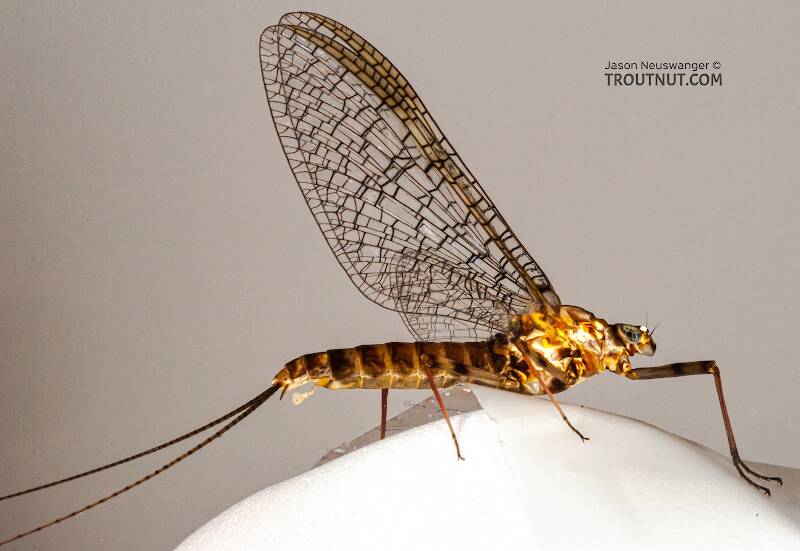 Female Stenonema vicarium (Heptageniidae) (March Brown) Mayfly Spinner from the Bois Brule River in Wisconsin