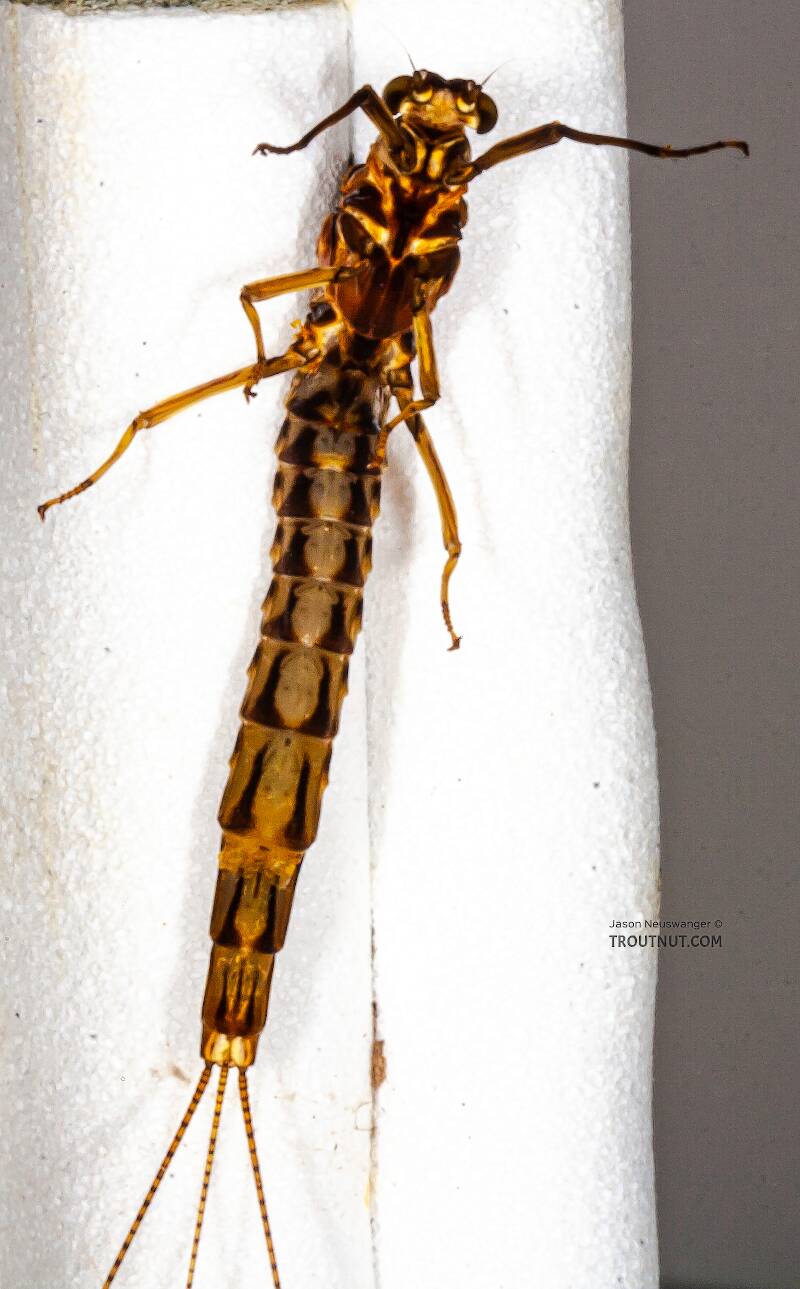Ventral view of a Male Ephemera simulans (Ephemeridae) (Brown Drake) Mayfly Spinner from the Namekagon River in Wisconsin