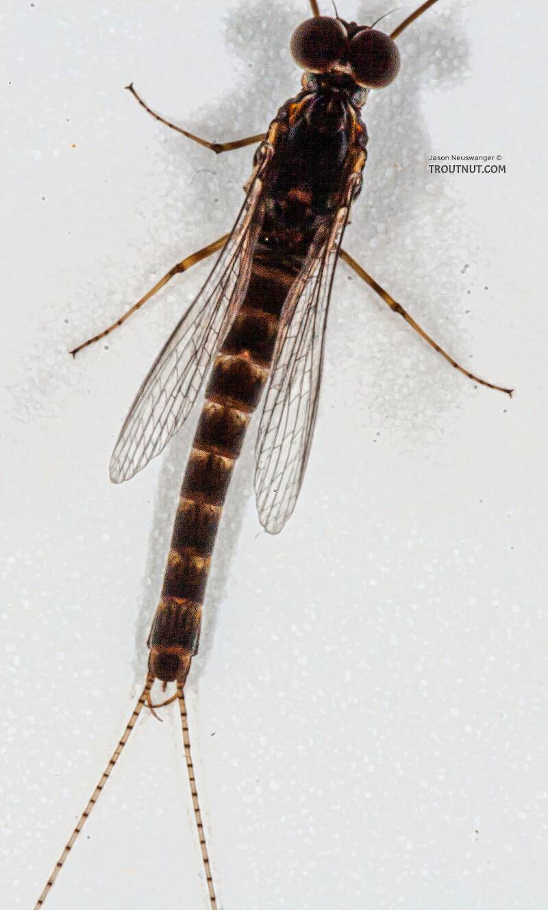 Dorsal view of a Male Siphlonurus quebecensis (Siphlonuridae) (Gray Drake) Mayfly Spinner from the Namekagon River in Wisconsin