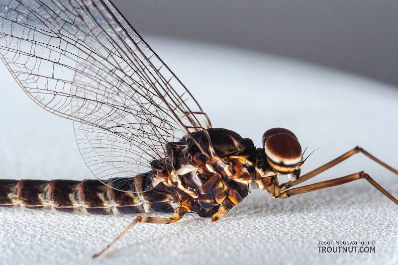 Male Siphlonurus quebecensis (Siphlonuridae) (Gray Drake) Mayfly Spinner from the Namekagon River in Wisconsin