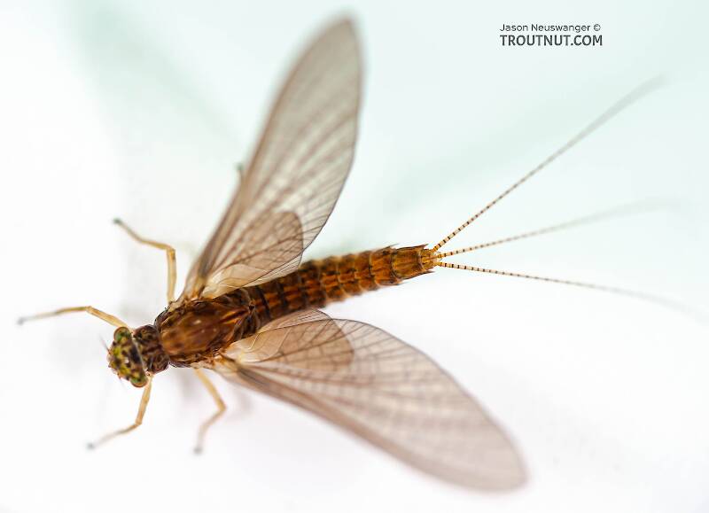 Dorsal view of a Female Eurylophella (Ephemerellidae) (Chocolate Dun) Mayfly Dun from the Teal River in Wisconsin