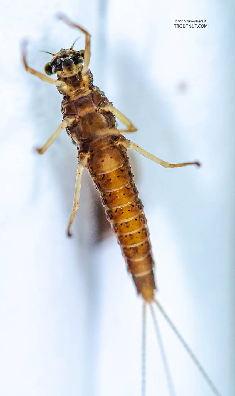 Ventral view of a Female Eurylophella (Ephemerellidae) (Chocolate Dun) Mayfly Dun from the Teal River in Wisconsin