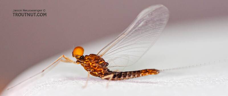 Lateral view of a Male Eurylophella (Ephemerellidae) (Chocolate Dun) Mayfly Spinner from the Teal River in Wisconsin
