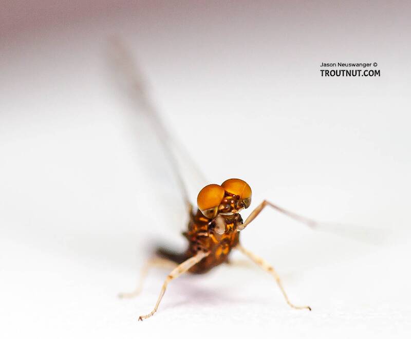 Male Eurylophella (Ephemerellidae) (Chocolate Dun) Mayfly Spinner from the Teal River in Wisconsin
