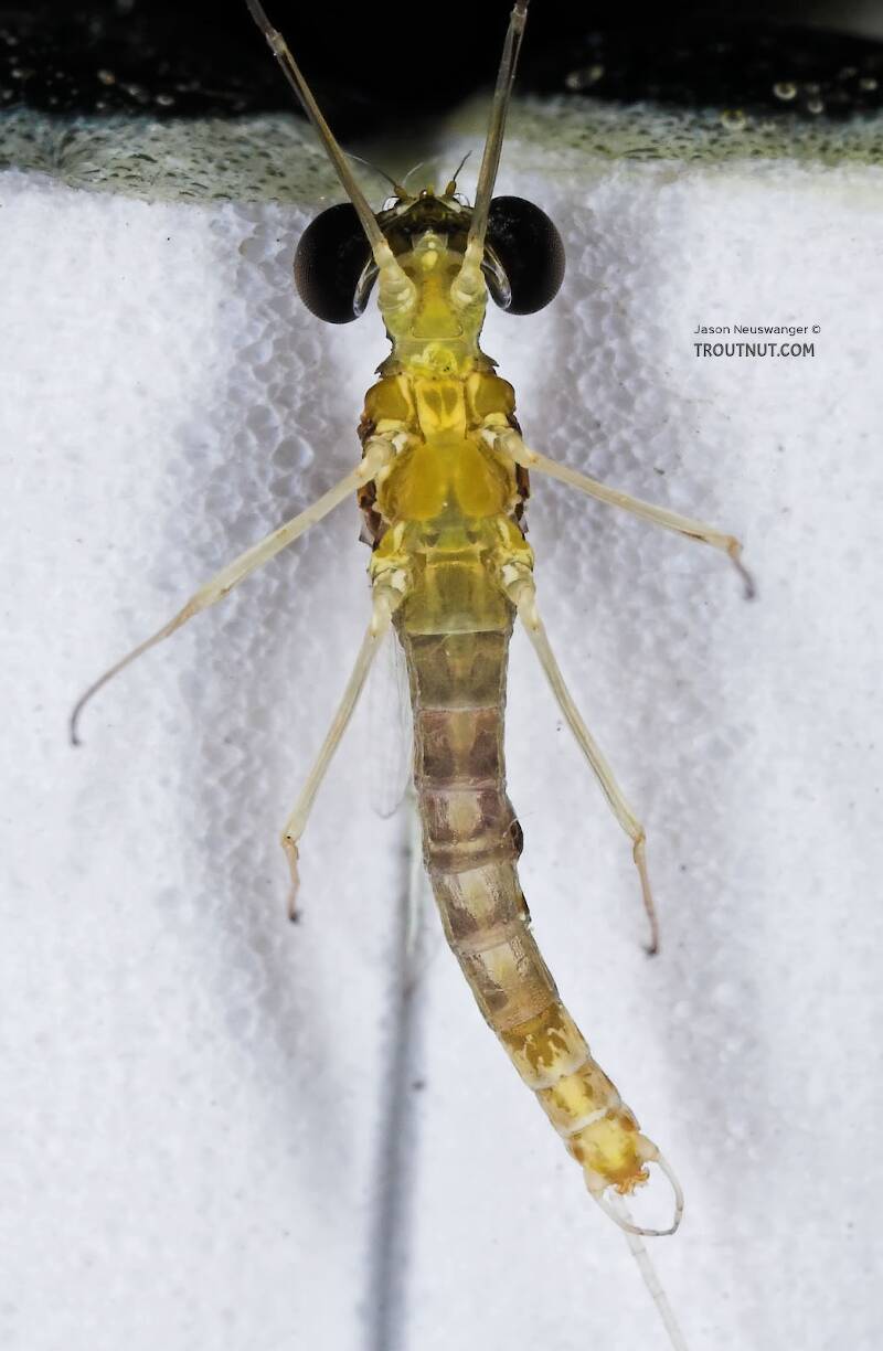 Ventral view of a Male Leucrocuta hebe (Heptageniidae) (Little Yellow Quill) Mayfly Spinner from the Teal River in Wisconsin