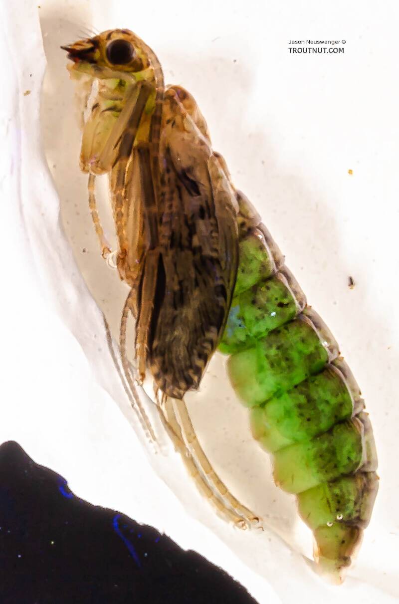 Lateral view of a Rhyacophila (Rhyacophilidae) (Green Sedge) Caddisfly Pupa from the Long Lake Branch of the White River in Wisconsin
